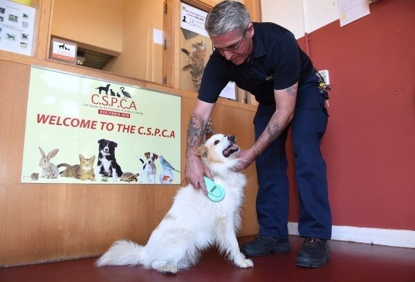 Barry Bridgeman scans for a microchip as the 'lost' dog is processed at CSPCA 'animal home' in Mahon. Pic: Larry Cummins.