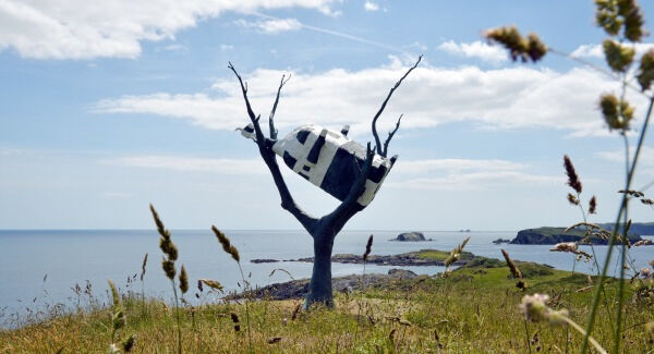 John Kelly’s sculpture of Cow up a Tree on the picturesque coastline of West Cork. Picture: Denis Minihane John Kelly’s sculpture of Cow up a Tree on the picturesque coastline of West Cork. Picture: Denis Minihane