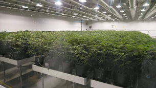 Cannabis – a growing industry in Canada?