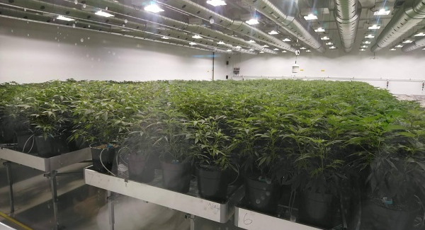 Cannabis – a growing industry in Canada?