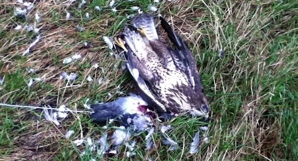 A poisoned buzzard