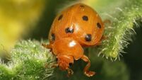 Great spot: Mediterranean ladybird found in Cork