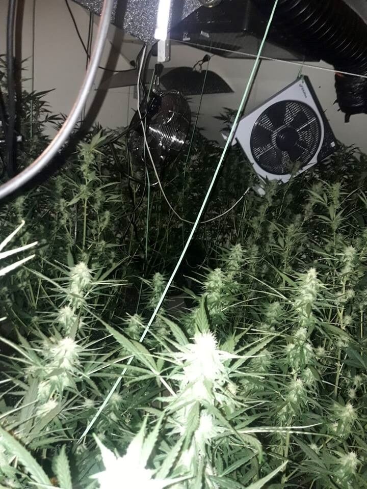 The inside of the cannabis grow house in Carlow town. Pic: Garda Press Office. The inside of the cannabis grow house in Carlow town. Pic: Garda Press Office.