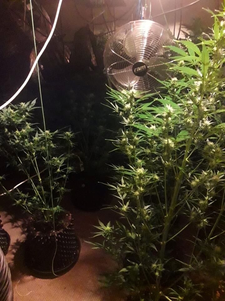 The inside of the cannabis grow house in Carlow town. Pic: Garda Press Office. The inside of the cannabis grow house in Carlow town. Pic: Garda Press Office.