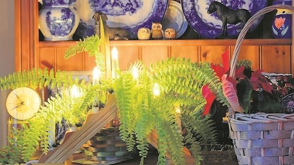 Christmas Fern Christmas Fern