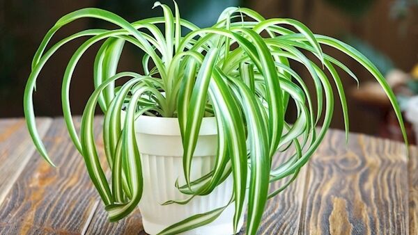 Spider Plant Spider Plant