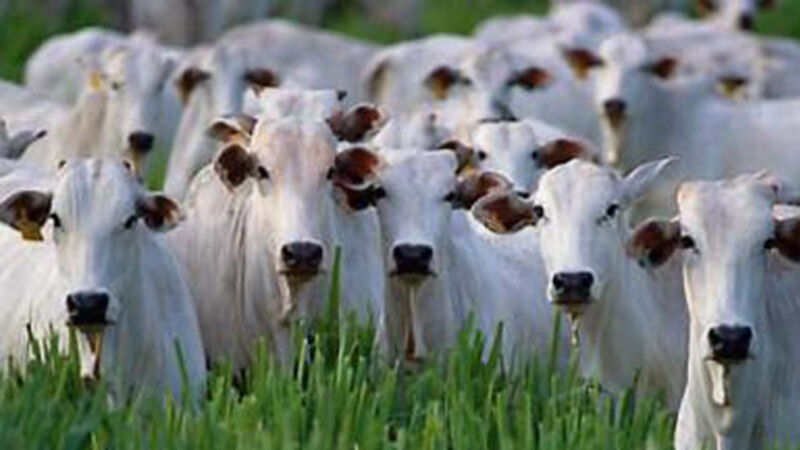 Government reassures farmers over tariff threats in event of no-deal Brexit Government reassures farmers over tariff threats in event of no-deal Brexit