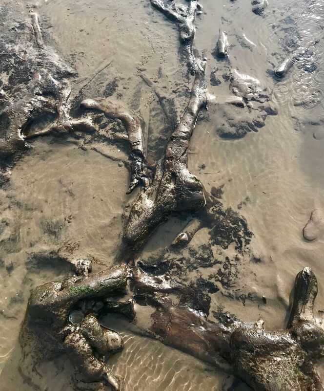 Jessica Burke likened the experience of seeing the remnants of the vast forest floor to ‘being in the presence of something magical’. Picture: Jessica Burke