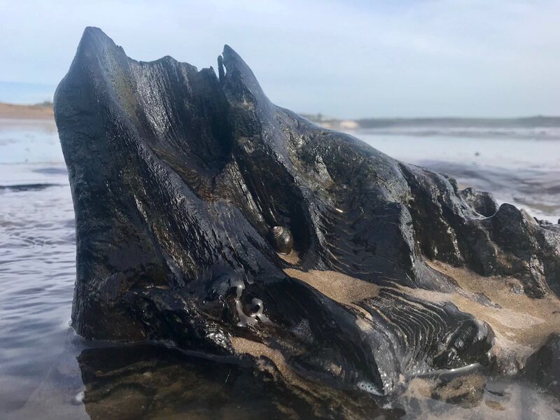 Ferocious tides disclosed evidence of a forest floor dating back thousands of years beneath Claycastle beach. Picture: Jessica Burke