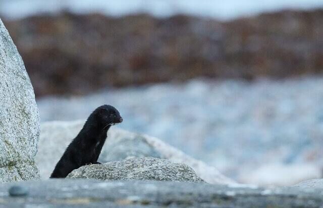 A mink decides to stick to dry land amid stormy weather off Co Galway (Brian Lawless/PA) A mink decides to stick to dry land amid stormy weather off Co Galway (Brian Lawless/PA)