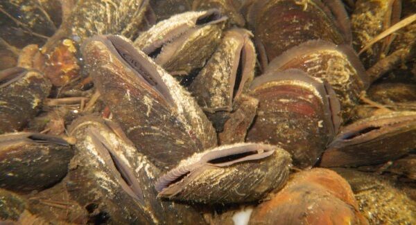 File photo of a freshwater pearl mussel.