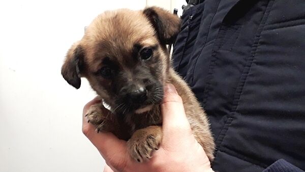 One of the rescued puppies, Shannon. Pic: ISPCA One of the rescued puppies, Shannon. Pic: ISPCA