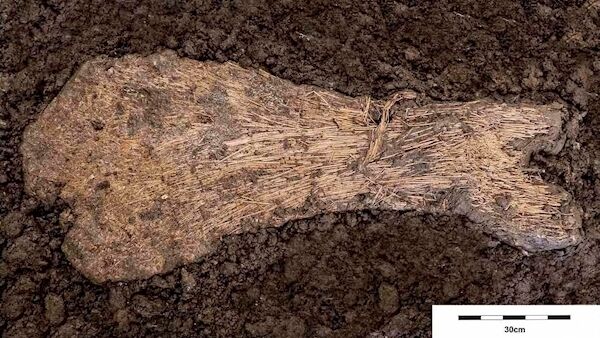 Flax found in an early medieval ringfort in Kerry. Picture: ACSU