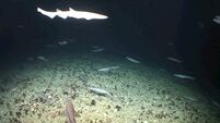 VIDEO: Rare shark nursery found off West coast