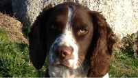 Detector dog identifies cocaine worth €4.6m at Rosslare Port