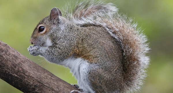 Passenger taken off flight after refusing to fly without 'emotional support squirrel'