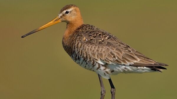 Black-tailed godwit which is the emblem of the centre. Up to 4% of the world’s population of this stunning wader can descend on the island in spring. Black-tailed godwit which is the emblem of the centre. Up to 4% of the world’s population of this stunning wader can descend on the island in spring.