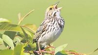 Savannah sparrows tune in to artificial songs