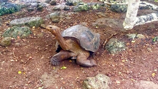 A giant tortoise, one of the emblematic creatures of the Galapágos Islands, on San t Cristobal. Darwin found that they had evolved differently by natural selection from island to island. A giant tortoise, one of the emblematic creatures of the Galapágos Islands, on San t Cristobal. Darwin found that they had evolved differently by natural selection from island to island.