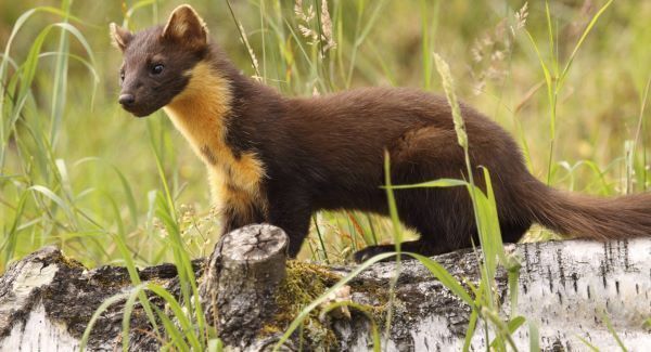 Celebrate the pine marten