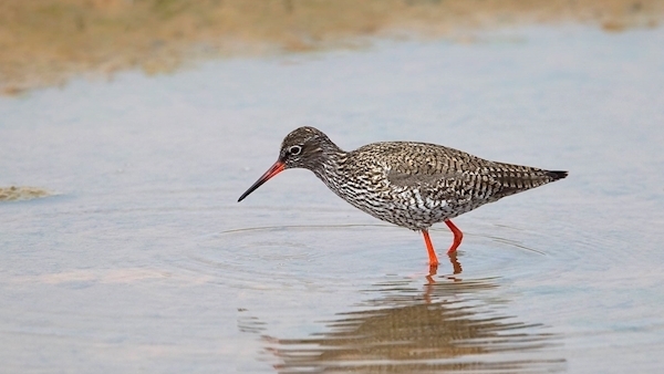 Late-night intruder to home was a redshank