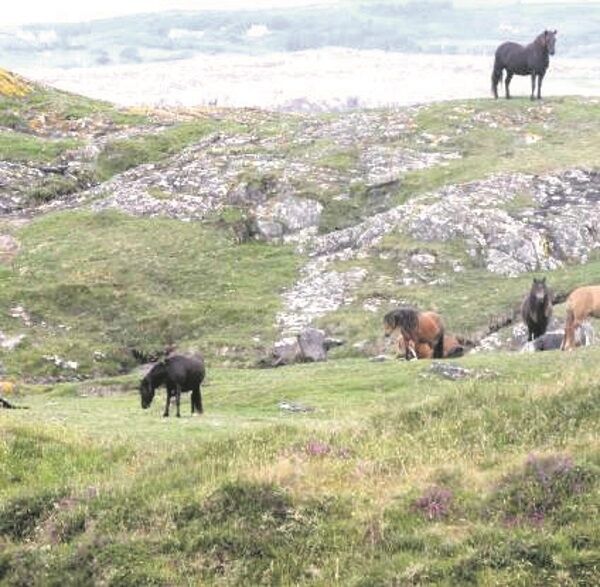 Wild horses on the island.