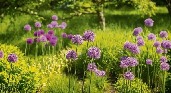 How to extend flowering season in your garden by staggering bulb planting