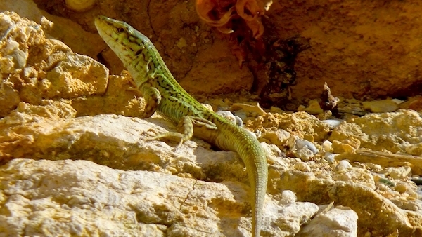 Invasive snakes threaten native lizard species on Ibiza