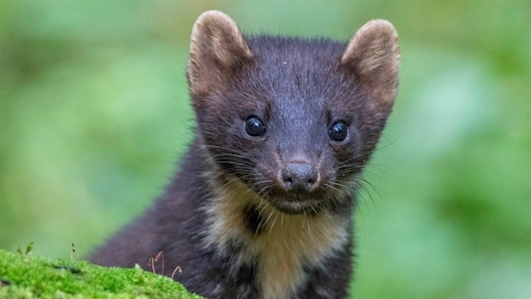 Richard Collins: Mammals bucking the trend with an expansion