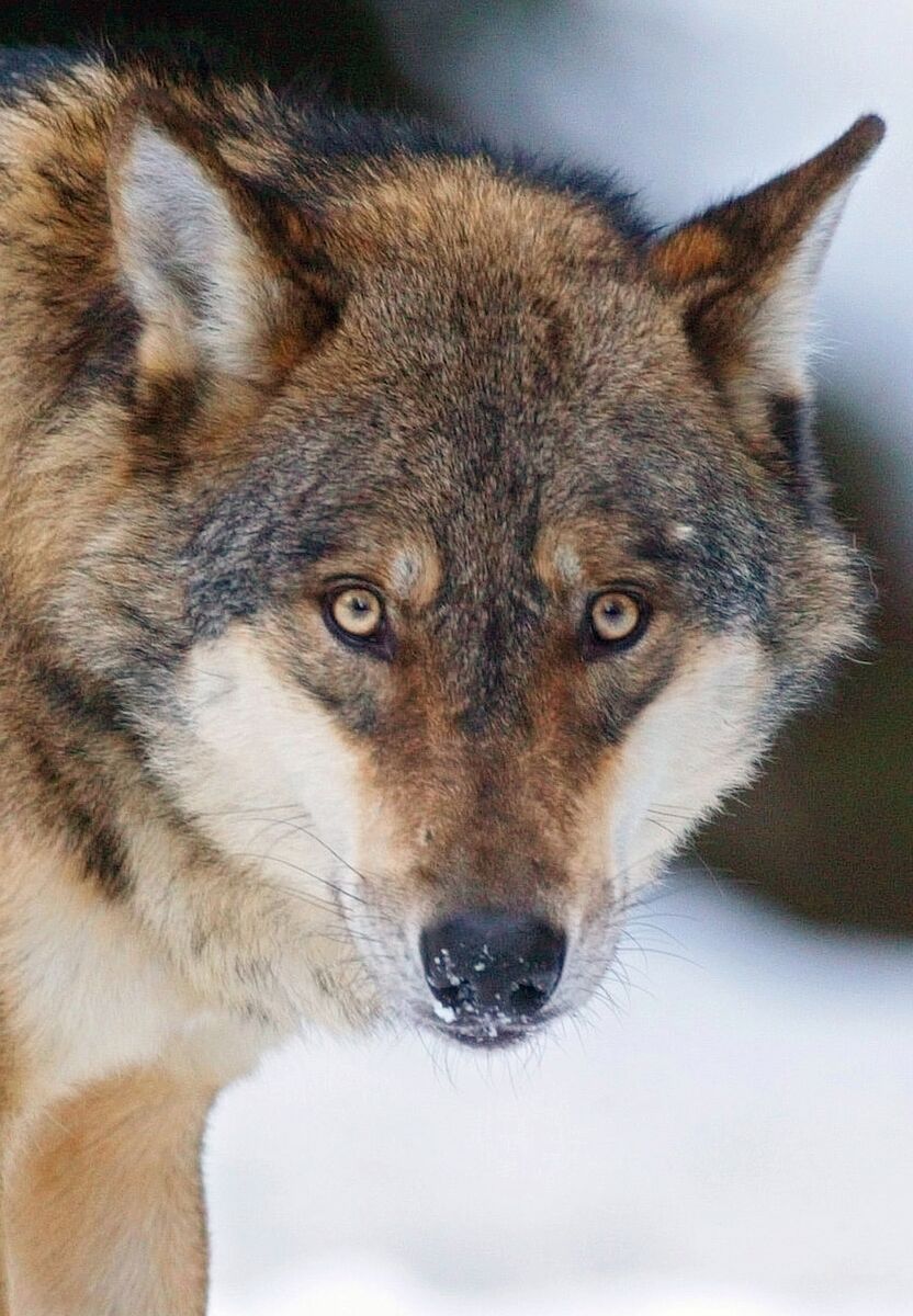 One of ten wolves that were released Thursday, Dec. 16, 2004 in a wolf wildlife park in Saint-Martin-Vesubie, southeastern France. Photograph: AP Photo/Lionel Cironneau. One of ten wolves that were released Thursday, Dec. 16, 2004 in a wolf wildlife park in Saint-Martin-Vesubie, southeastern France. Photograph: AP Photo/Lionel Cironneau.
