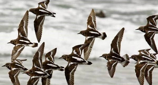 Migrating turnstones, scarcely bigger than starlings, fly 7,600km non-stop in six days.