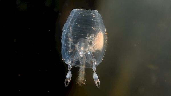 The Phronima. Picture: Domnick Walsh, Eye Focus LTD