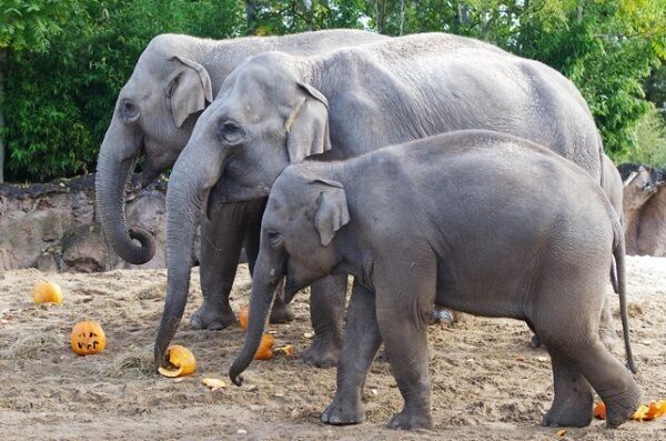 Photo: dublinzoo.ie.
