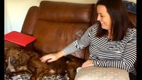 WATCH: Buddy the dog is reunited with Kerry owners after six months 