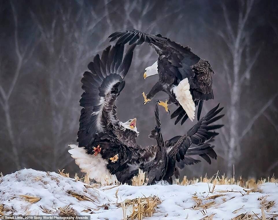 Canadian photographer Sandi Little said she attended an 'eagle watch' event in Sheffield Mills, Nova Scotia, along with dozens of other photographers - and it was during this that she took this amazing picture. 2019 Sony World Photography Awards