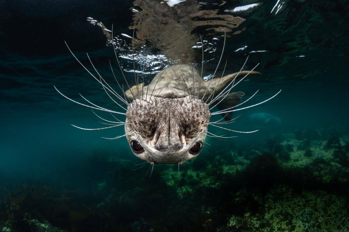Greg Lecoeur from France took this close-up portrait of a grey seal in the Farne Island archipelago off the coast of Northumberland in England. 2019 Sony World Photography Awards