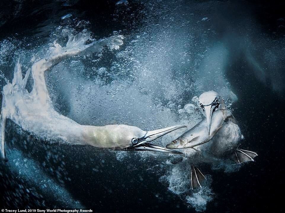 British photographer Tracey Lund took this shot of gannets feeding underwater while travelling around some of Shetland’s remotest headlands. 2019 Sony World Photography Awards