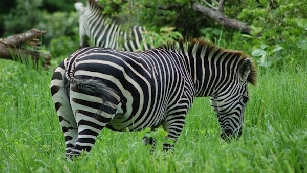 Camouflage? ID? Natural air conditioning? No, no and no. Pic: Tim Caro