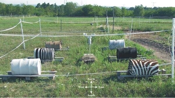Field experiments tested how various coloring patterns affected the temperature of water-filled barrels. Pic: Gábor Horváth in Scientific Reports