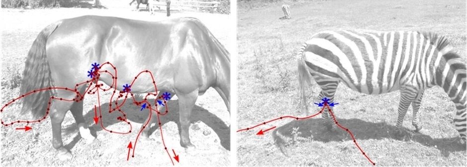 Uniformly colored horses received many more approaches and touchdowns by bothersome flies than did zebras. Pic: Martin How