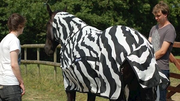 Striped coats on plain-colored horses reduced the number of fly incursions on covered parts of the body. Pic: Tim Caro