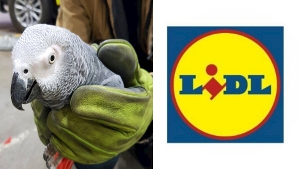 The story of how Dublin Airport and Lidl saved a parrot’s life with a tweet