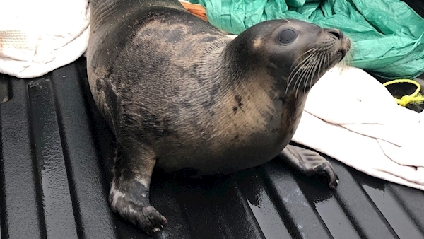 Canadian town calls feds after seal invasion causes havoc