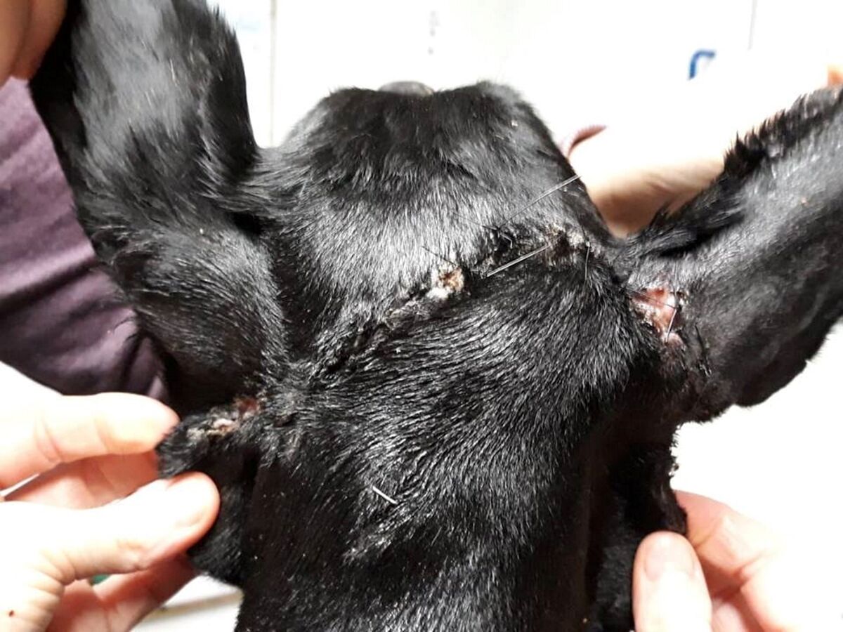 Rebel suffered injuries to her neck, back and head.