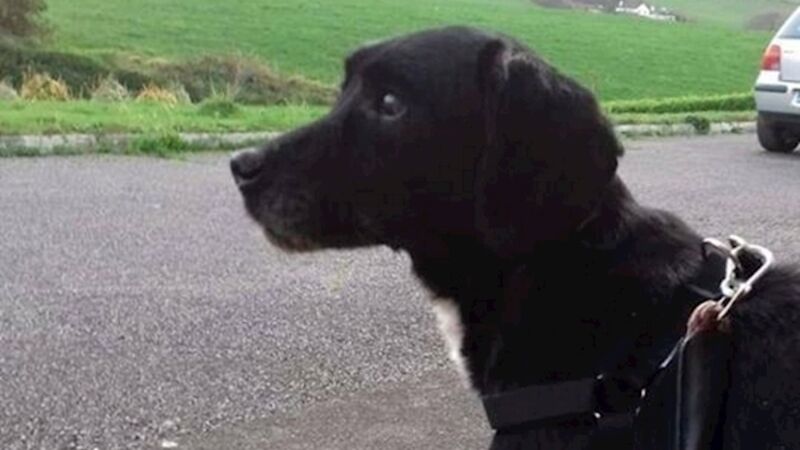 Rescued Cork dog named Rebel makes miraculous recovery after being found neglected Rescued Cork dog named Rebel makes miraculous recovery after being found neglected