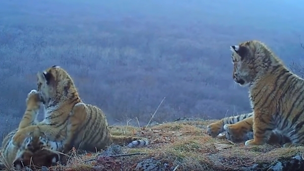 WATCH: Rare footage shows tiger cubs playing in Russia
