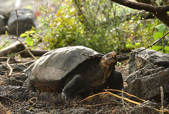 The first Fernandina giant tortoise seen in over 112 years. The first Fernandina giant tortoise seen in over 112 years.