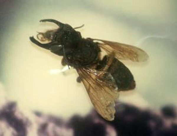 The world’s largest bee was presumed extinct before rediscovery in Indonesia in February 2019. Stavenn/Wikipedia The world’s largest bee was presumed extinct before rediscovery in Indonesia in February 2019. Stavenn/Wikipedia