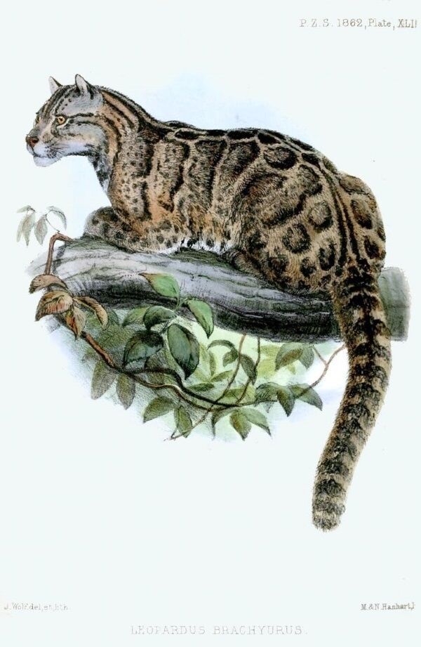 The Formosan clouded leopard is endemic to Taiwan and considered extinct, but eyewitness accounts keep speculation alive The Formosan clouded leopard is endemic to Taiwan and considered extinct, but eyewitness accounts keep speculation alive