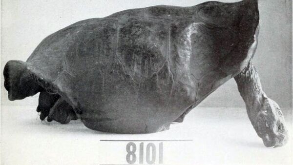 Thought to be the last of its kind, this Fernandina Island Galápagos tortoise specimen was collected in 1906. John Van Denburgh/Wikipedia Thought to be the last of its kind, this Fernandina Island Galápagos tortoise specimen was collected in 1906. John Van Denburgh/Wikipedia